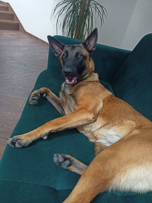 Owczarek belgijski 7 tyg