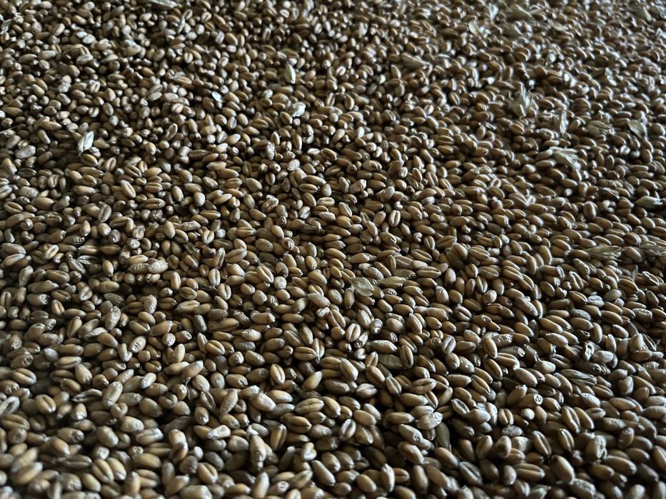 Pszenica dla kur niosek – pasza naturalna 100kg