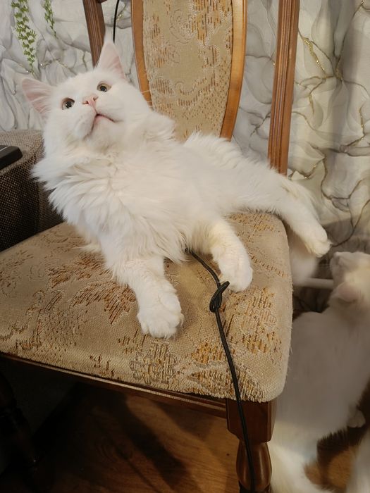 Kocurek Maine coon bialy dorosly