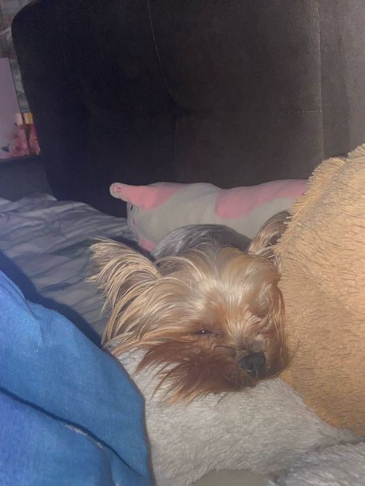 Вязка. Йорк мини