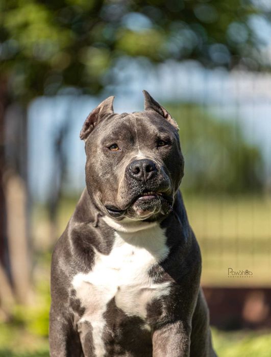 Amstaff Blue - piesek 1