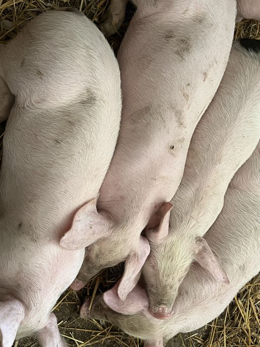 Trzoda prośieta świnki miesne
