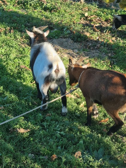 Casal de cabras anās