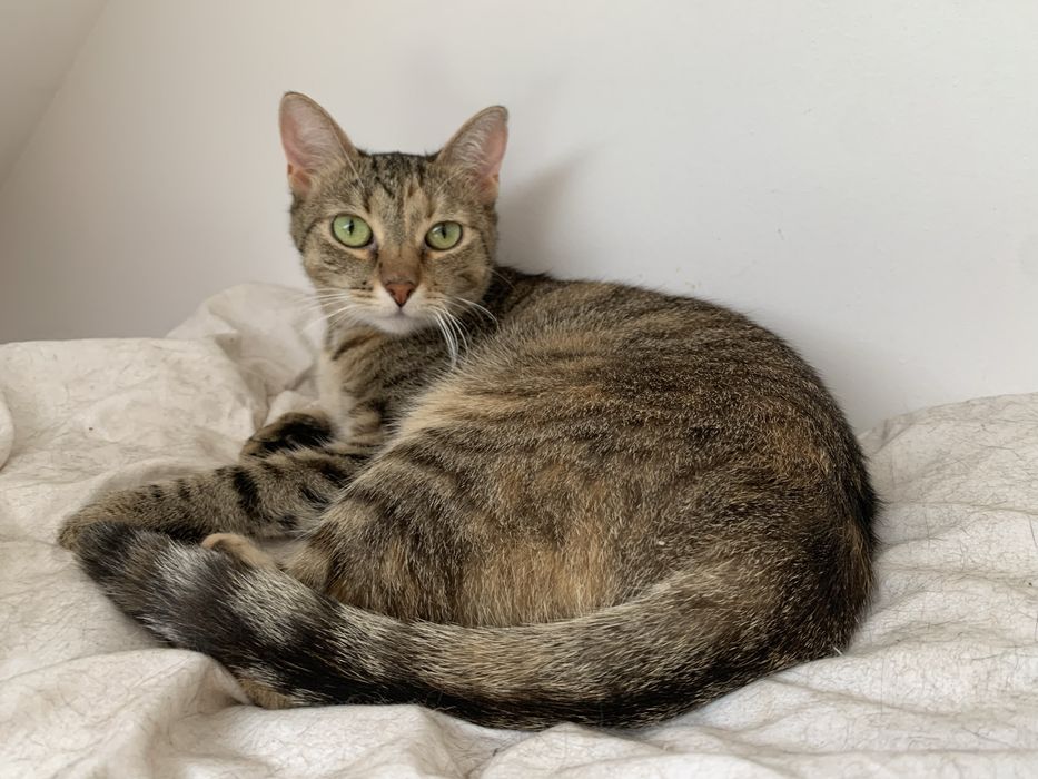 Lima szuka swojego człowieka