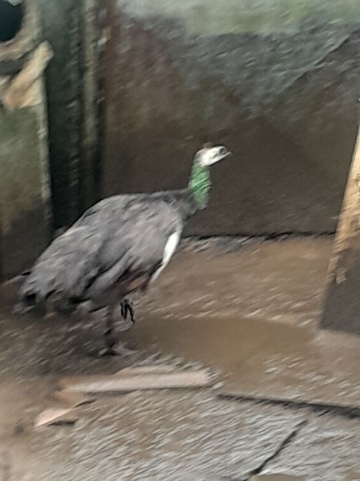 Patos exóticos  e  pavões