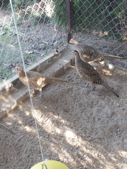 Bażanty łowne samice