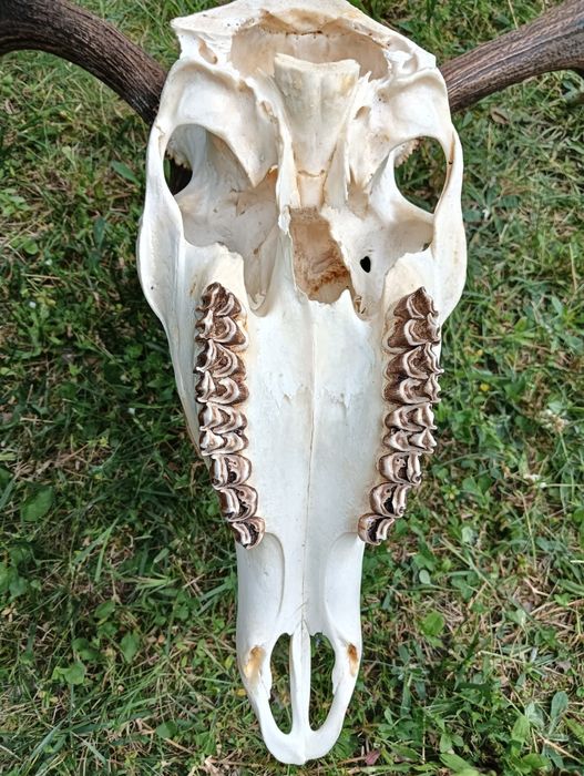 Poroże jelenia - trofeum myśliwskie