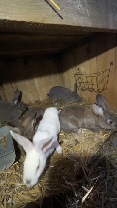 Młode króliki mieszańce