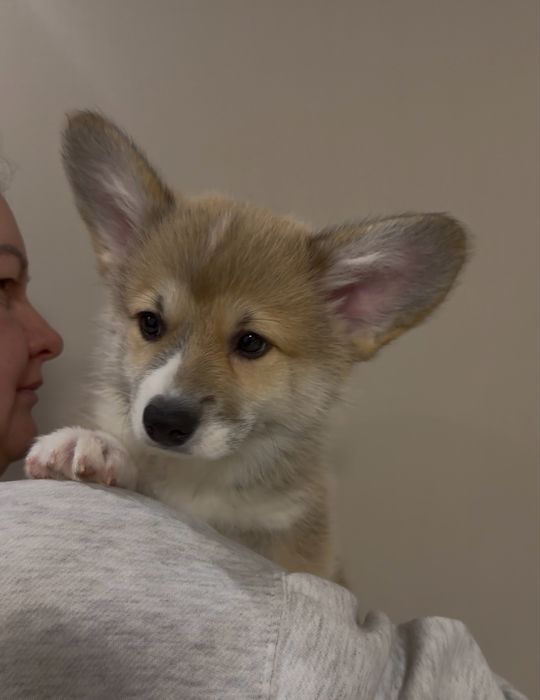 Дівчинка і хлопчики вельш корг