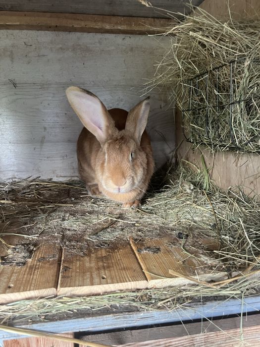 Samica królika mieszaniec zakocona
