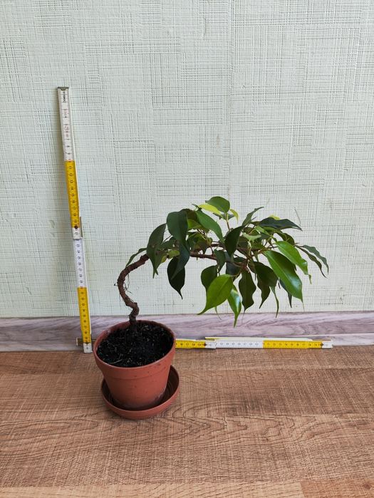 Фікус бенджаміна