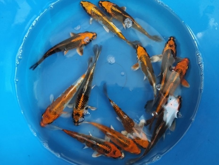 Carpas koi 12 a 14cm "promoção"