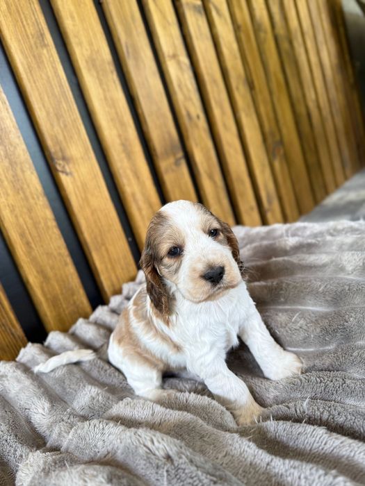 Cocker spaniel angielski