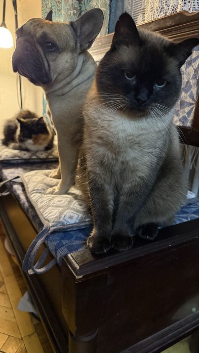 Французский бульдог