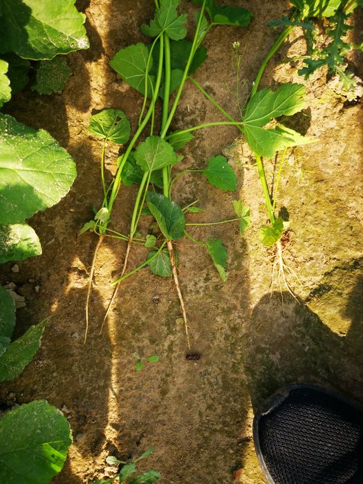 Prawoślaz lekarski - sadzonka rozsada flance