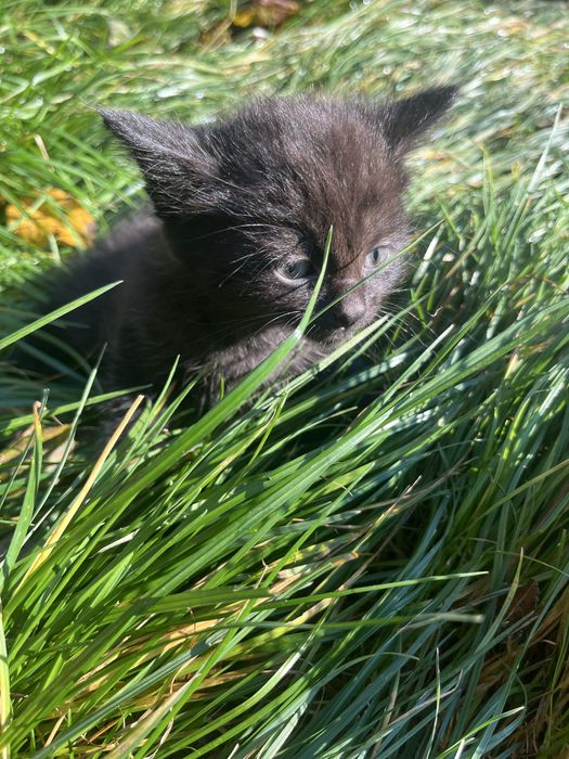 Кошеня в добрі роки