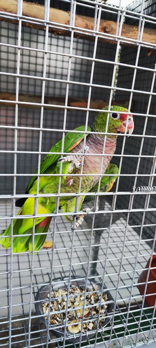 Amazonas vinacea macho