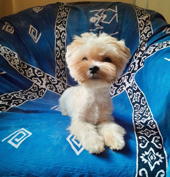 Golddust Yorkshire Terrier suczka