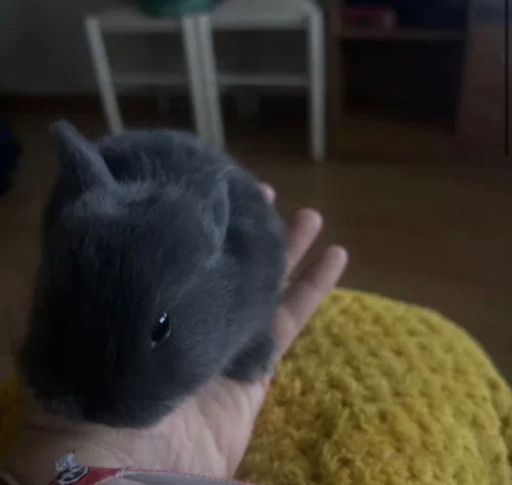 Coelho bebé lindo/meigo