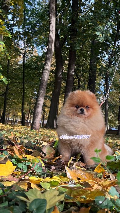 Міні дівчатка памеранчики