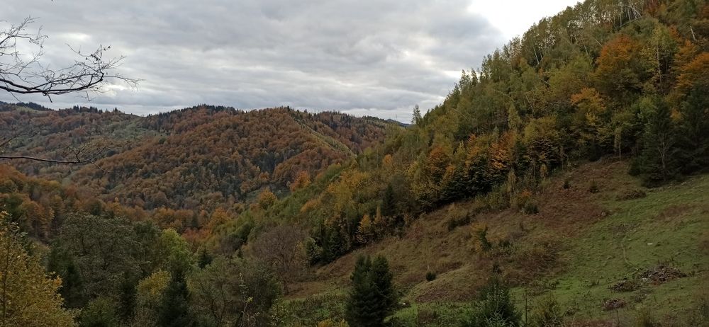 Гриб-веселка. Сухі плоди,оптом і в роздріб