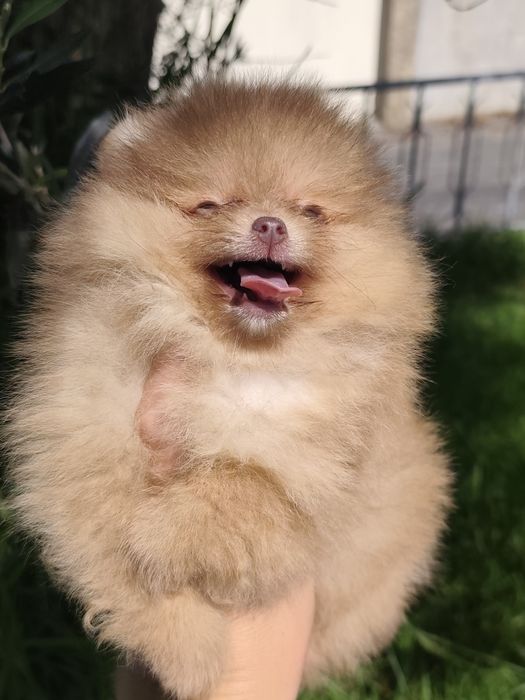 Spitz alemão anão