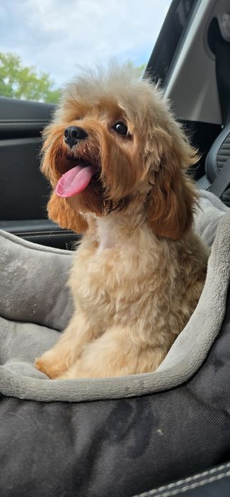 Cavapoo/ dziewczynka