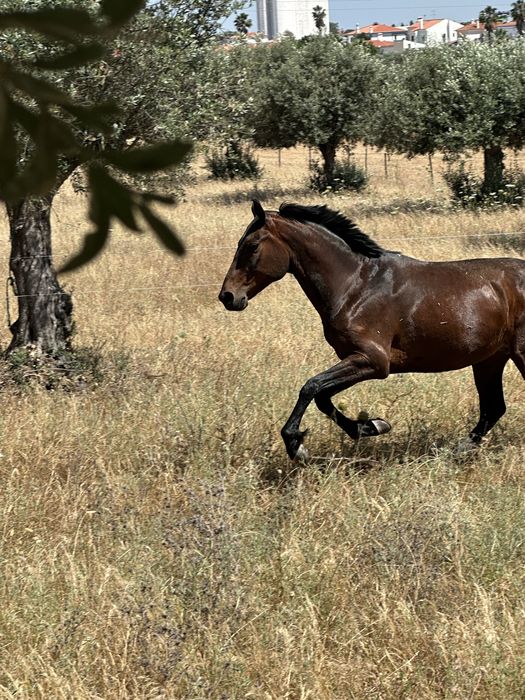 Cavalo com 6 anos Castrado
