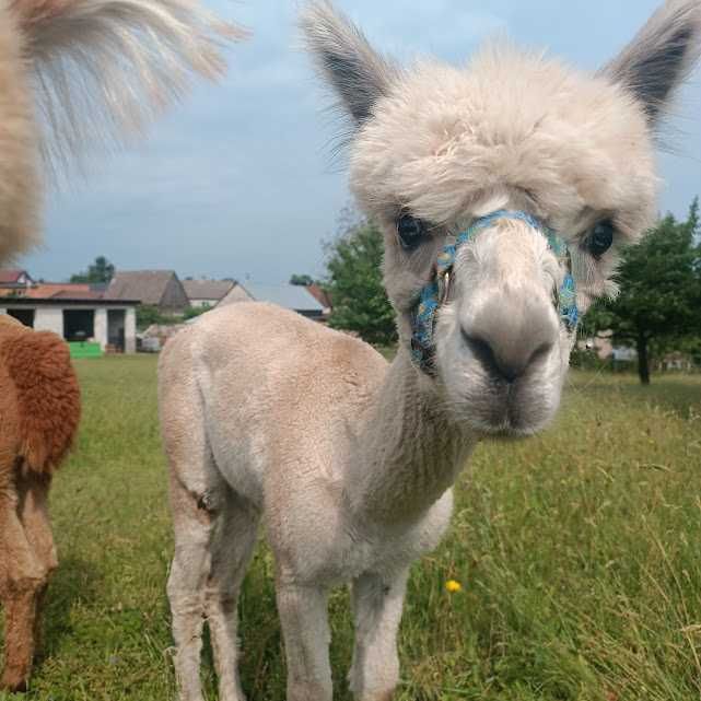 Alpaka samiec (Huacaya)