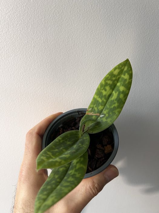 Orquidea Paphiopedilum