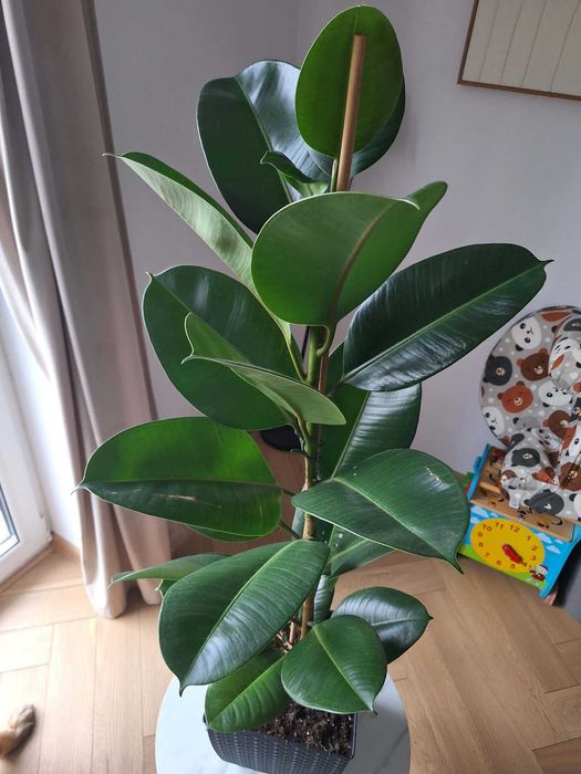 Zestaw roślin domowych: hoya, fikus sprężysty, monstera, epipremnum