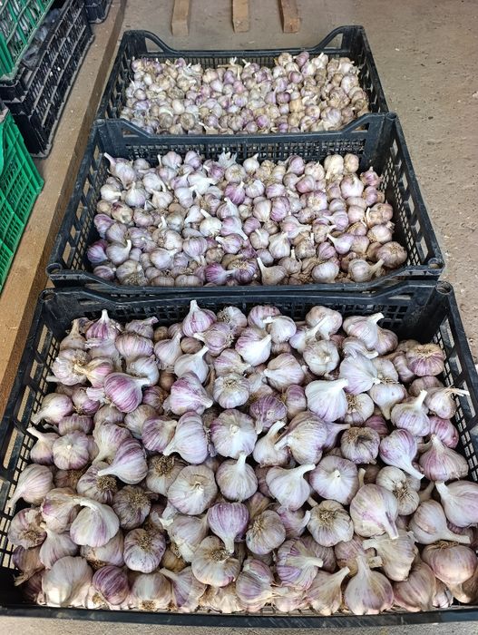 Часник Любаша перша репродукція часник посадковий часник насіння часник на посадку