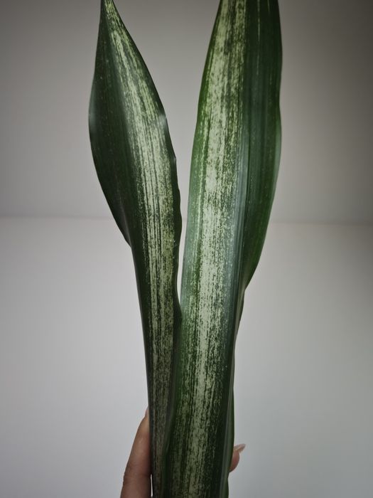Sansevieria Dark shadow