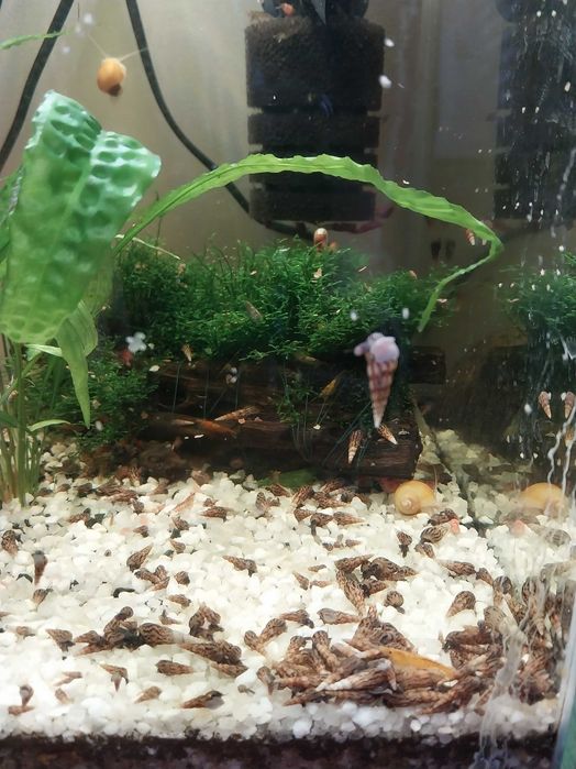 Ślimaki świderki duza ilosc