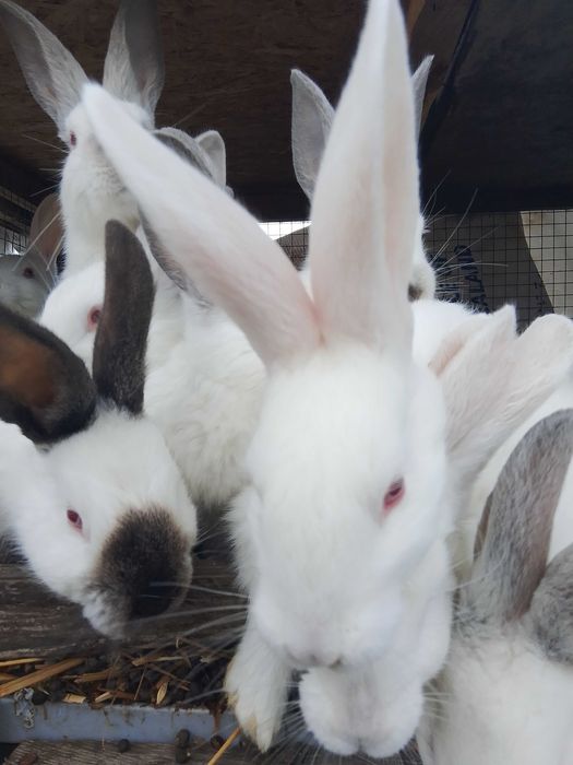 Sprzedam króliki