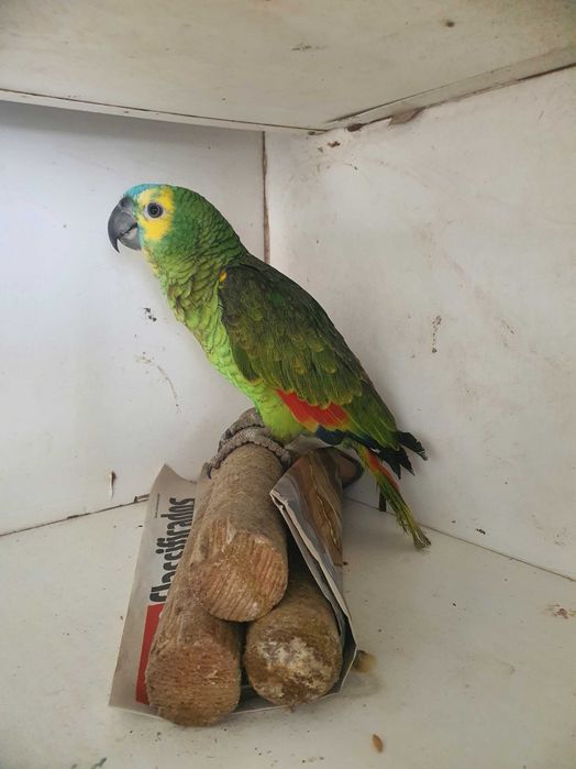 Amazona Aestivas Xanthoperyx M e F