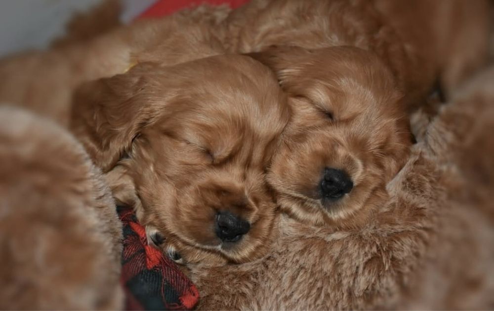 Подаруйте собі любов! Продається кокер-спаніель