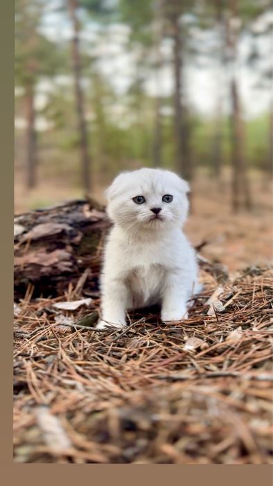 Шотландська срібна шиншила котеня висловуха дівчинка