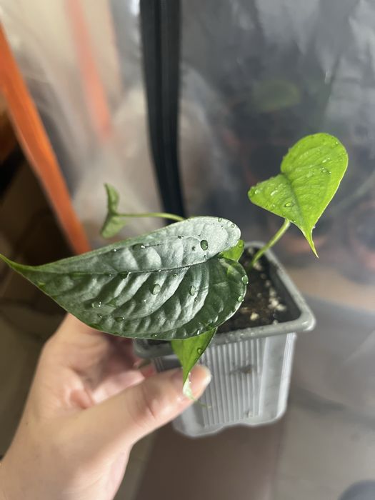 Monstera siltepecana