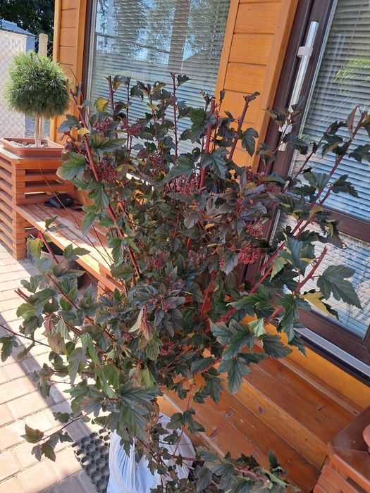 Пухироплідник калинолистий Ред Барон