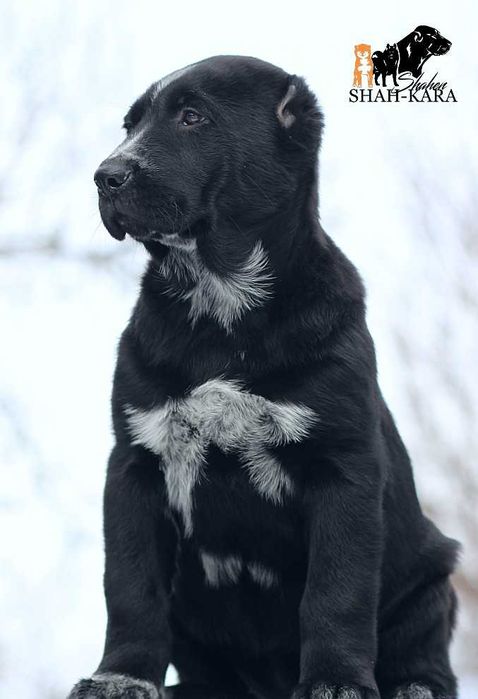 Крупна чорна дівчинка Середньоазіатської вівчарки