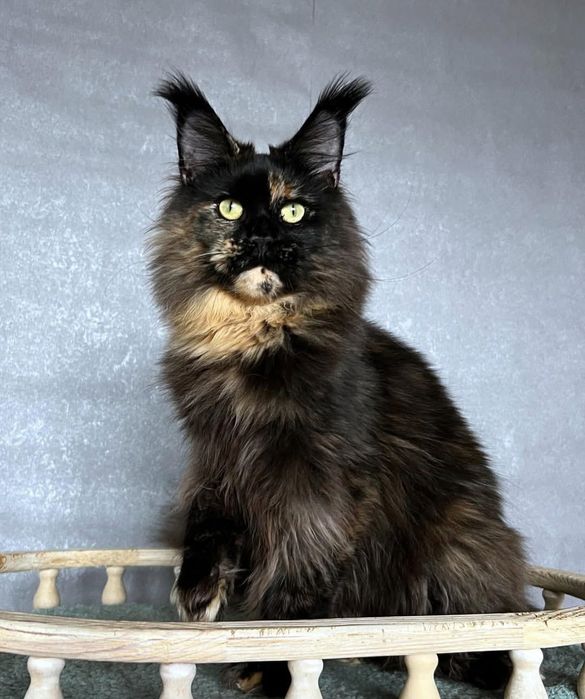 Розкішні дівчата Мейнкун