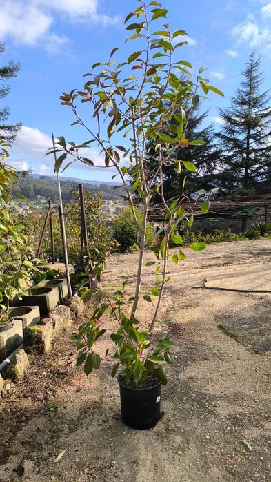 Photinia Red Robin com 1.50m até 2.25m