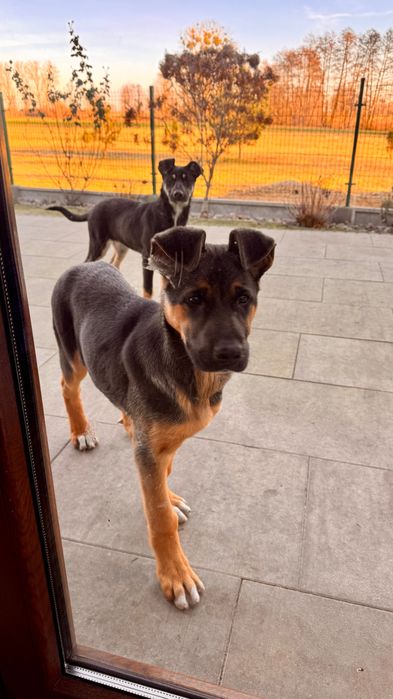 Dwie urocze suczki szukają kochającego domu