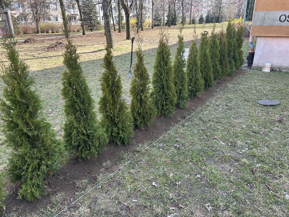 Tuje Szmaragd 80-260cm