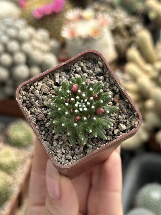 Кактус Мамілярія Паінтері Mammillaria painteri
