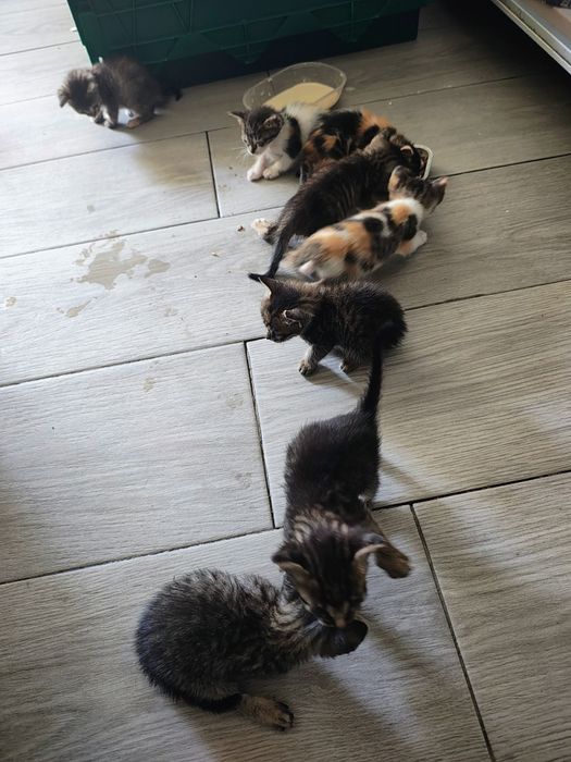 Gatinhos recém nascido