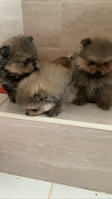 Померанський шпіц