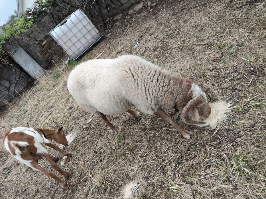Casal de ovelhas