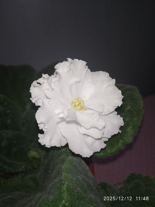 Фиалка детка 30 гр